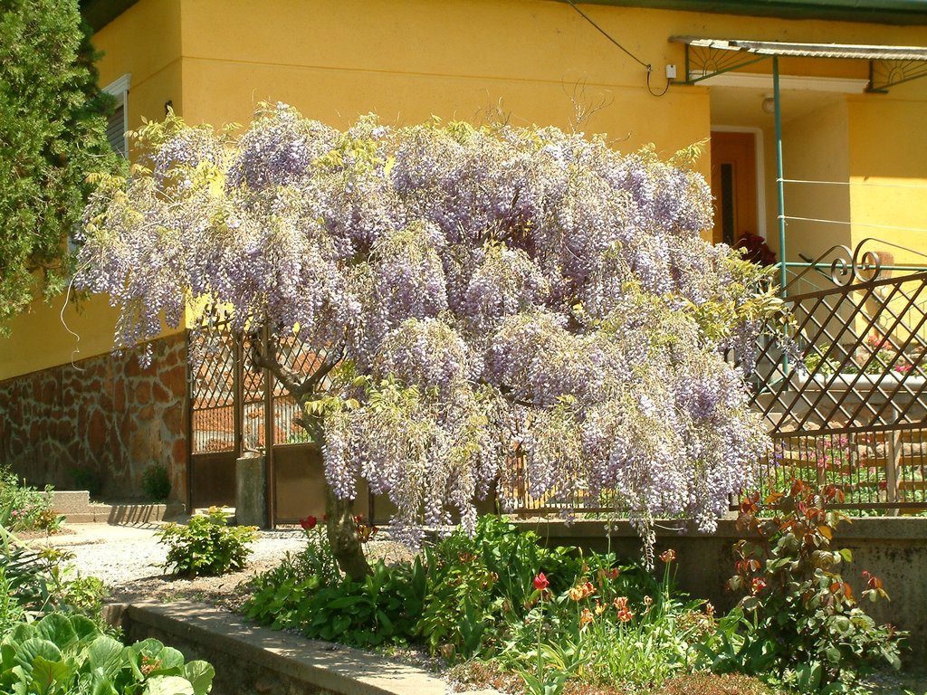 DSCF0078.JPG