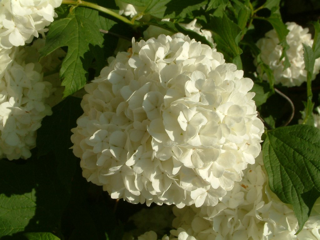 DSCF0079.JPG