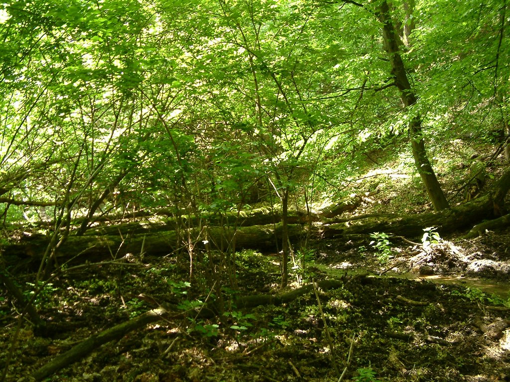 DSCF0088.JPG