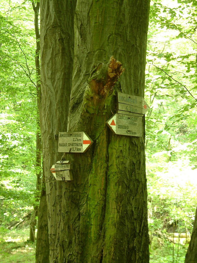 DSCF0091.JPG