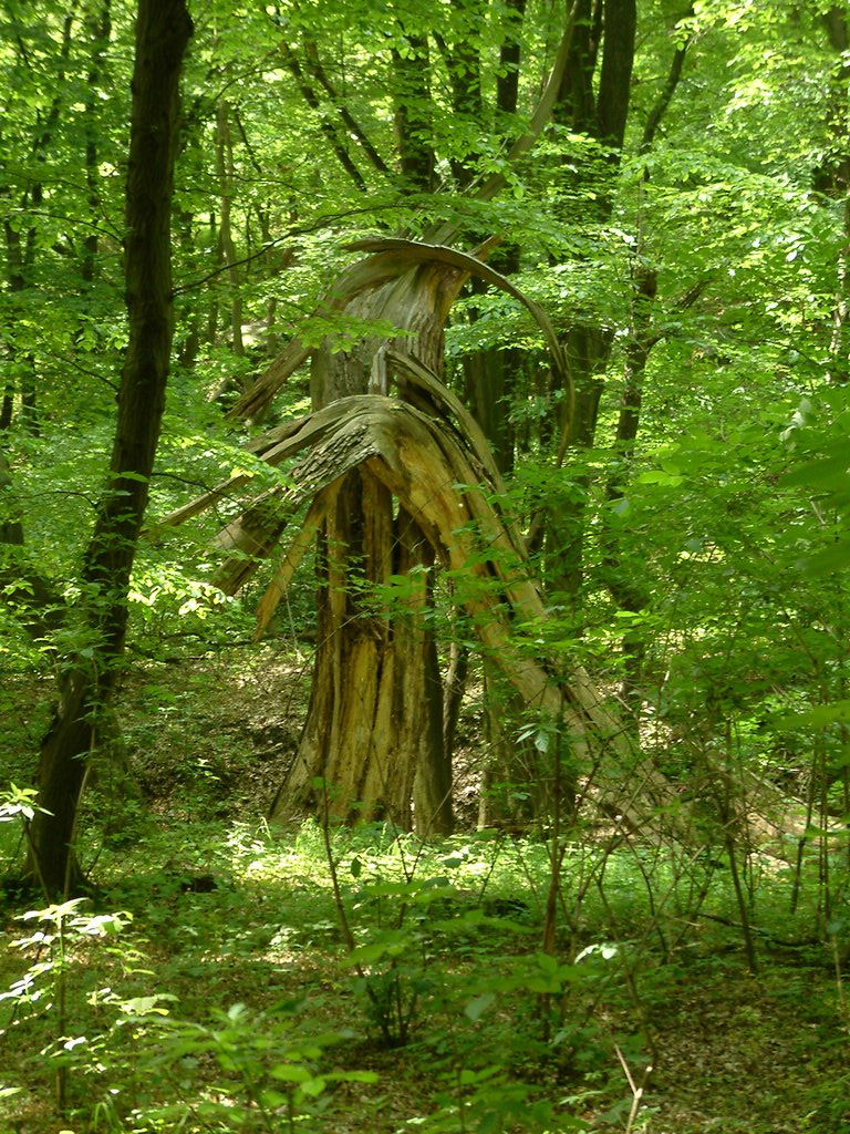 DSCF0092.JPG