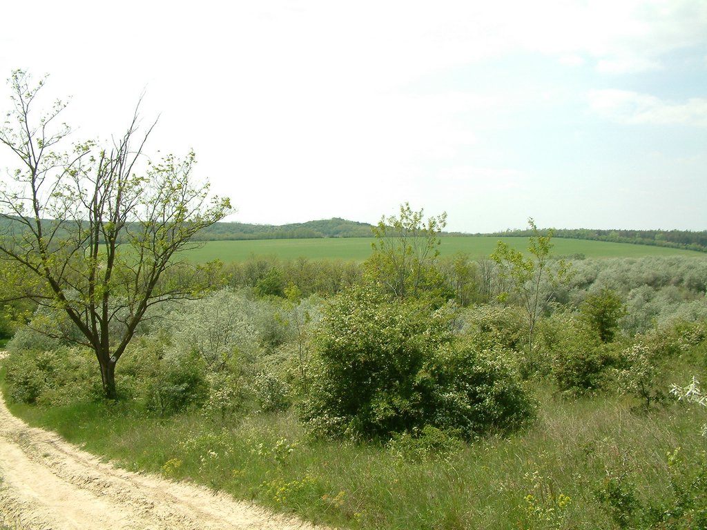 DSCF0095.JPG