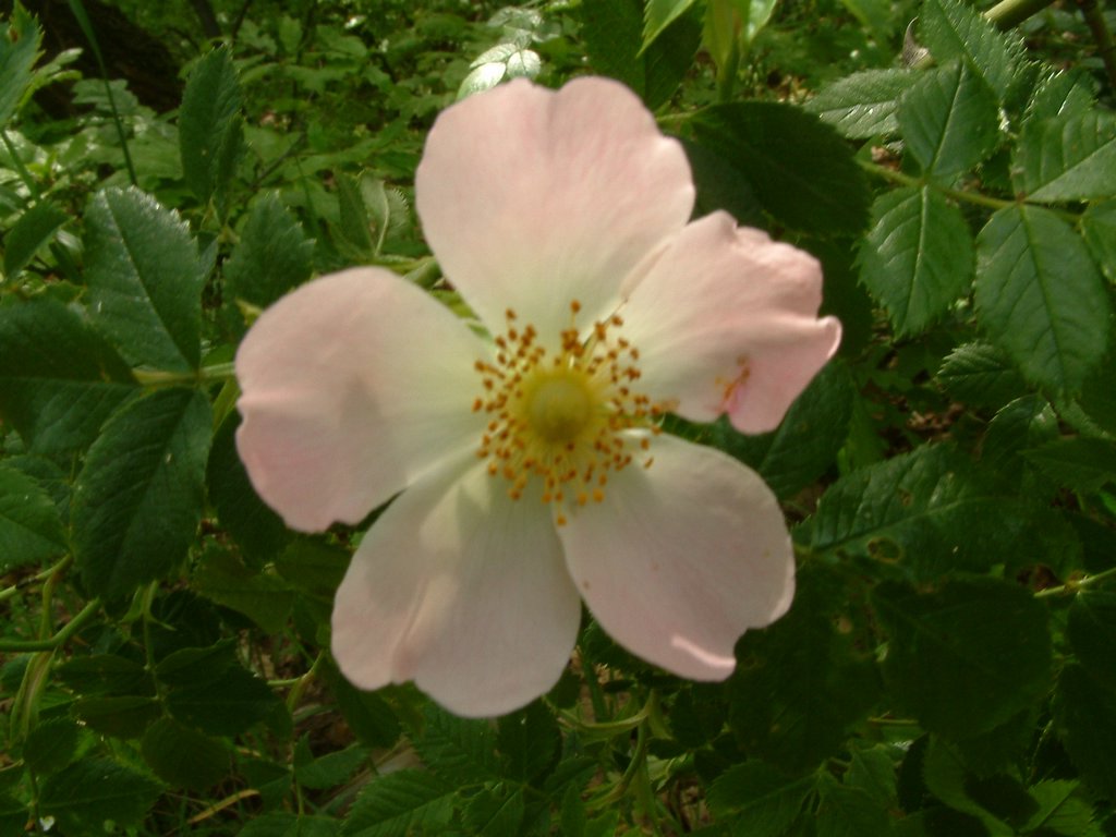 DSCF0099.JPG