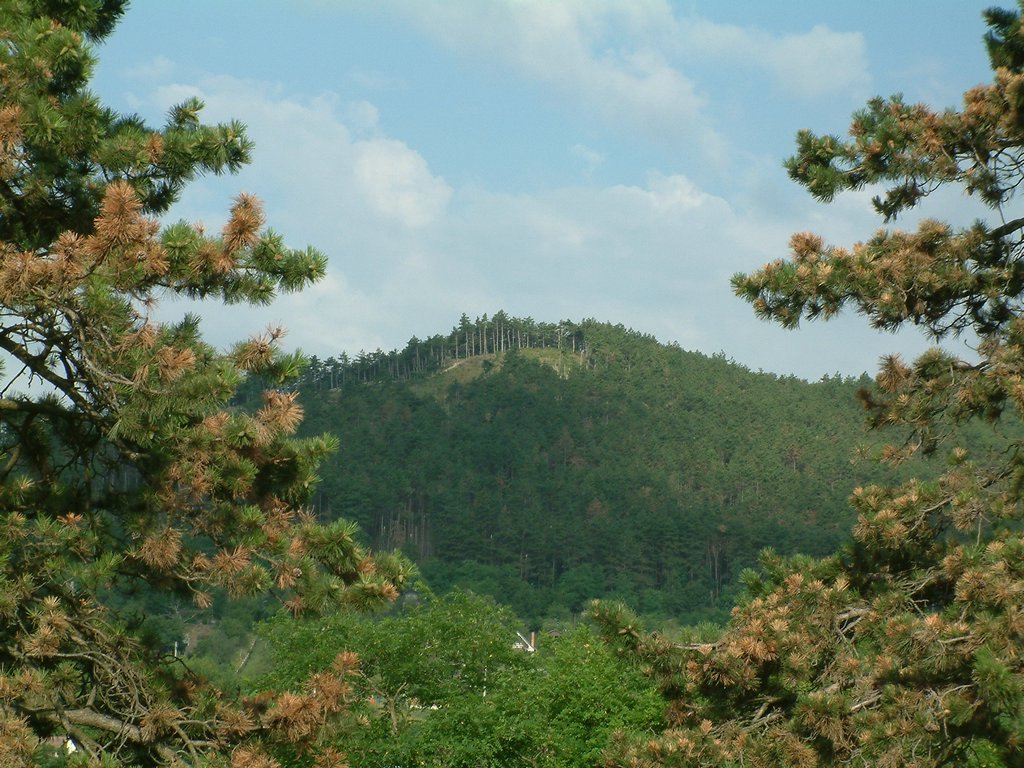 DSCF0097.JPG