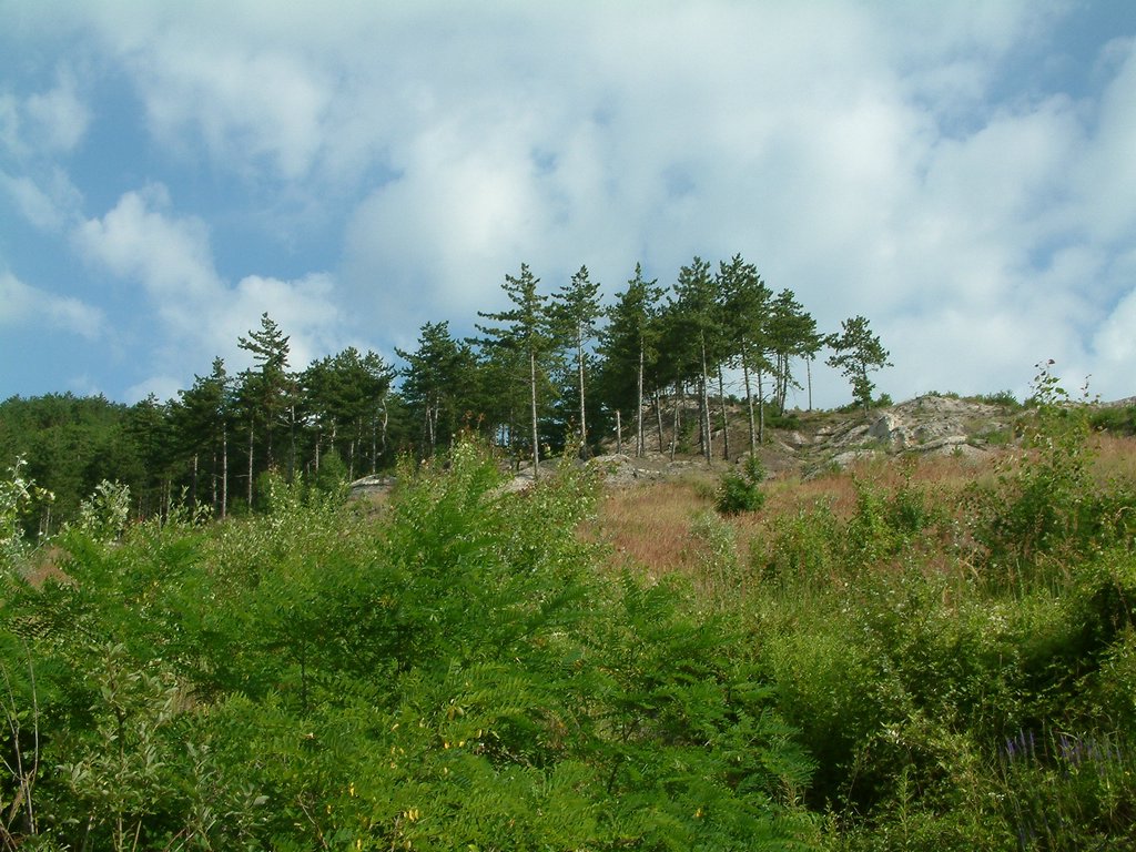 DSCF0098.JPG