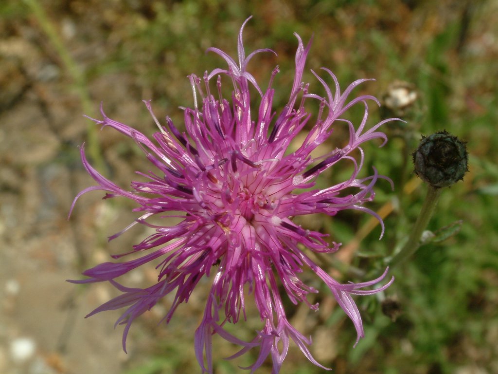 DSCF0117.JPG
