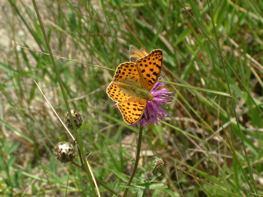 DSCF0119.JPG