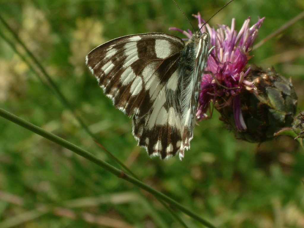 DSCF0120.JPG