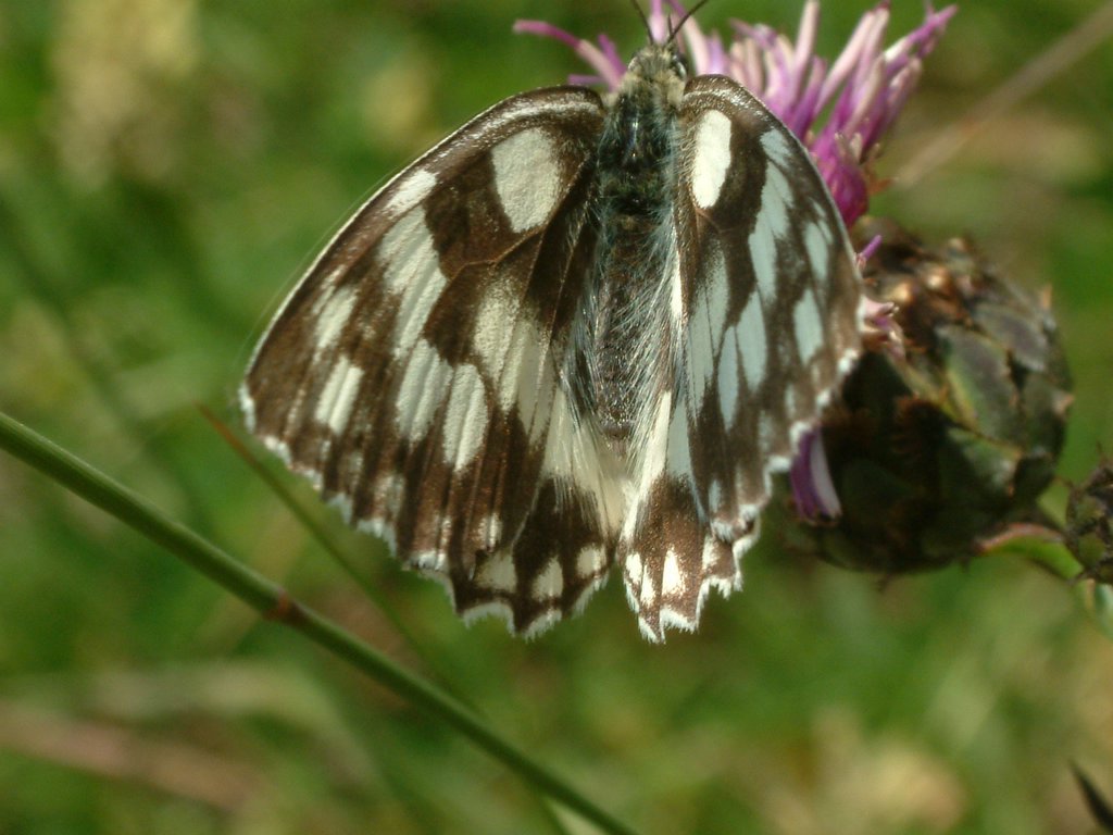 DSCF0121.JPG