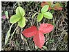 DSCF0099.JPG