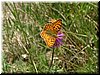 DSCF0119.JPG