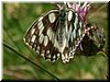 DSCF0121.JPG