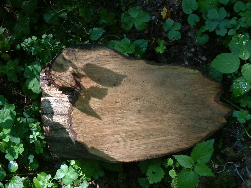 DSCF0014.JPG