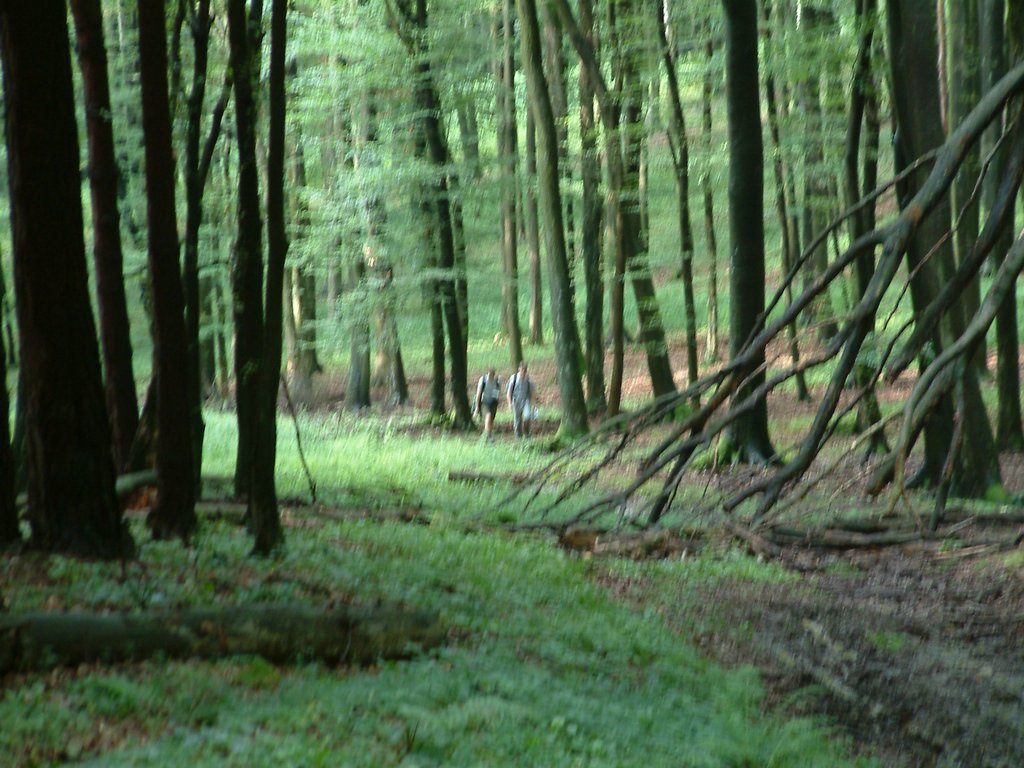 DSCF0017.JPG