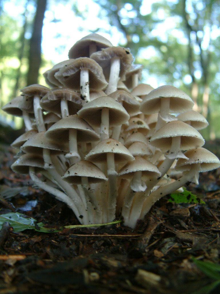 DSCF0022.JPG