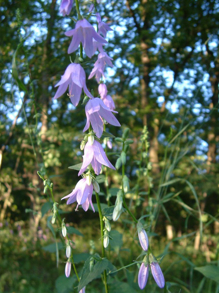 DSCF0169.JPG