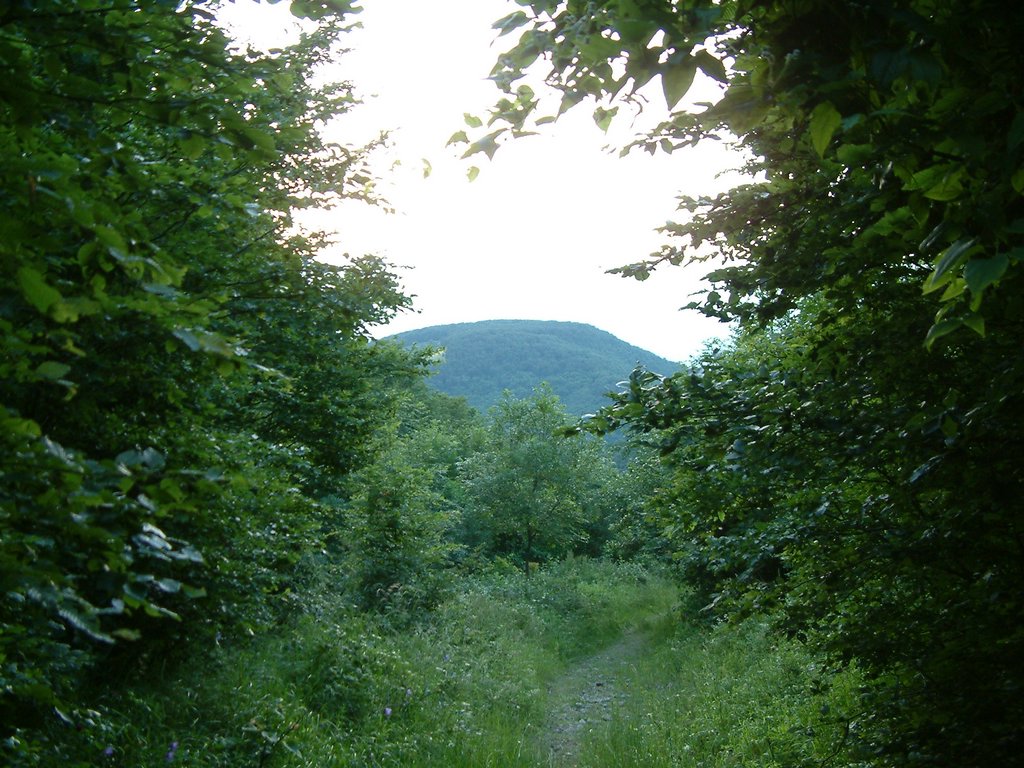 DSCF0185.JPG