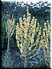 DSCF0235.JPG