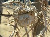 n_dscf0312.jpg