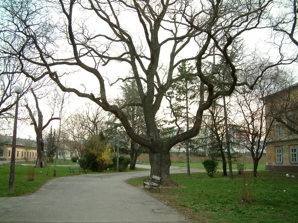 DSCF0003.JPG
