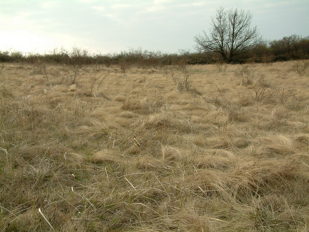 DSCF0031.JPG