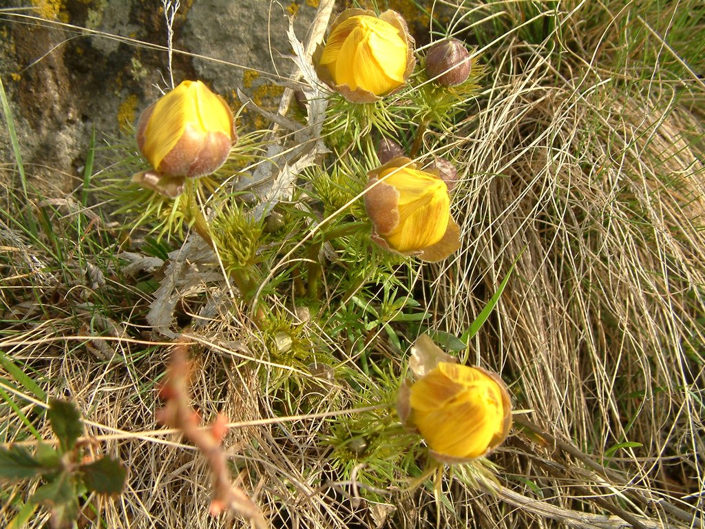DSCF0034.JPG