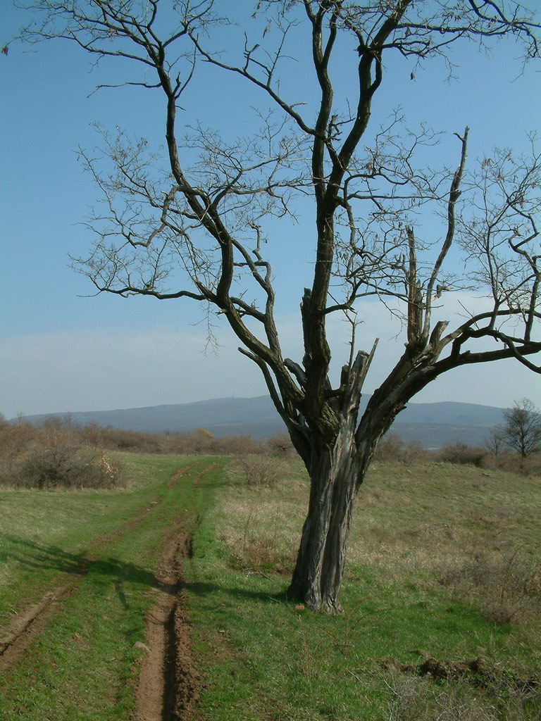 DSCF0063.JPG