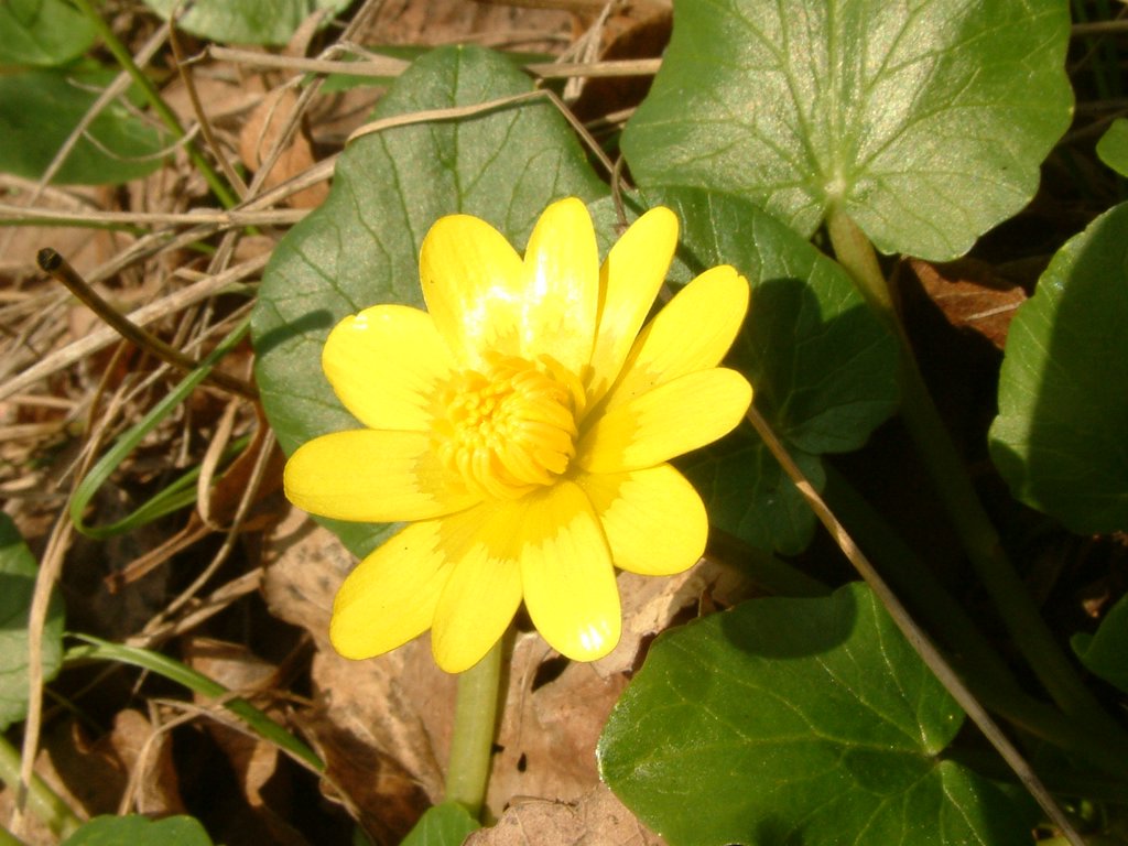 DSCF0084.JPG