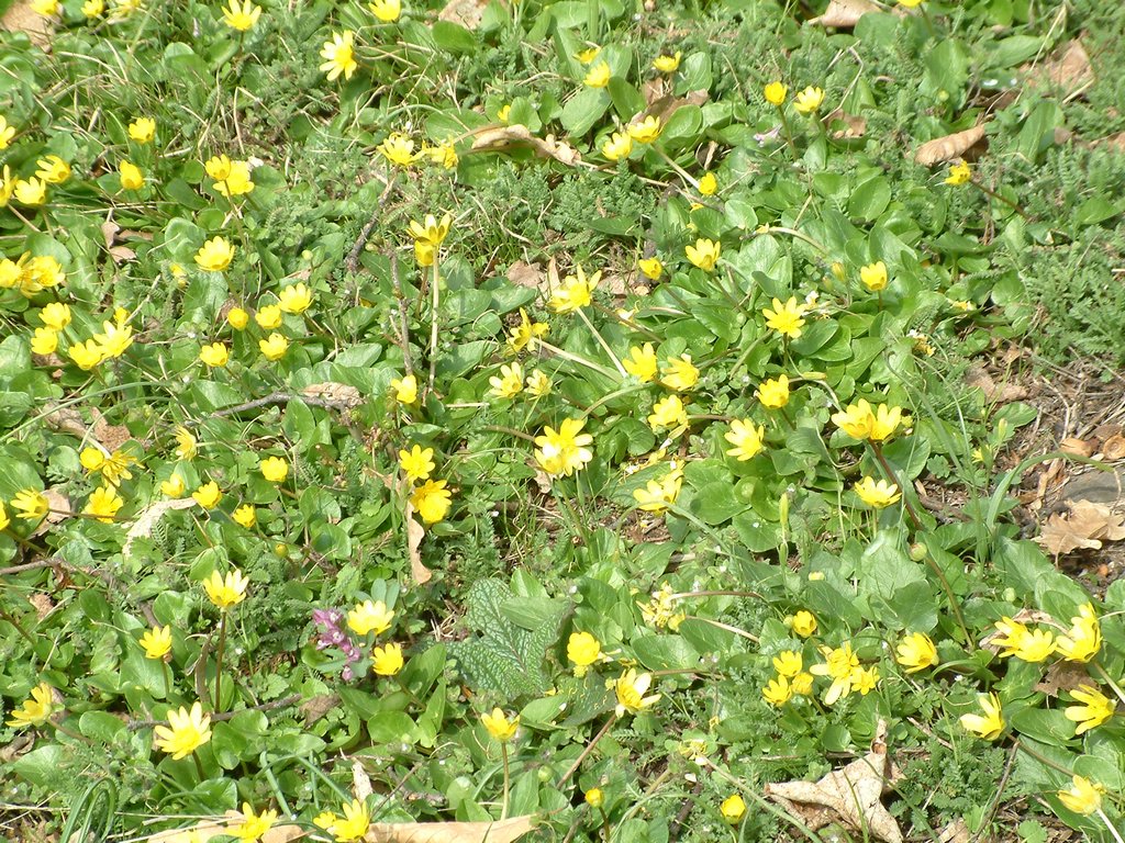 DSCF0089.JPG