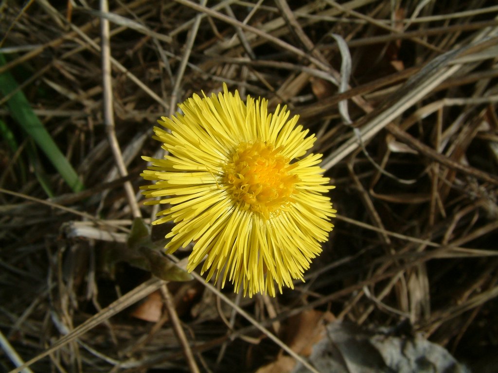 DSCF0103.JPG