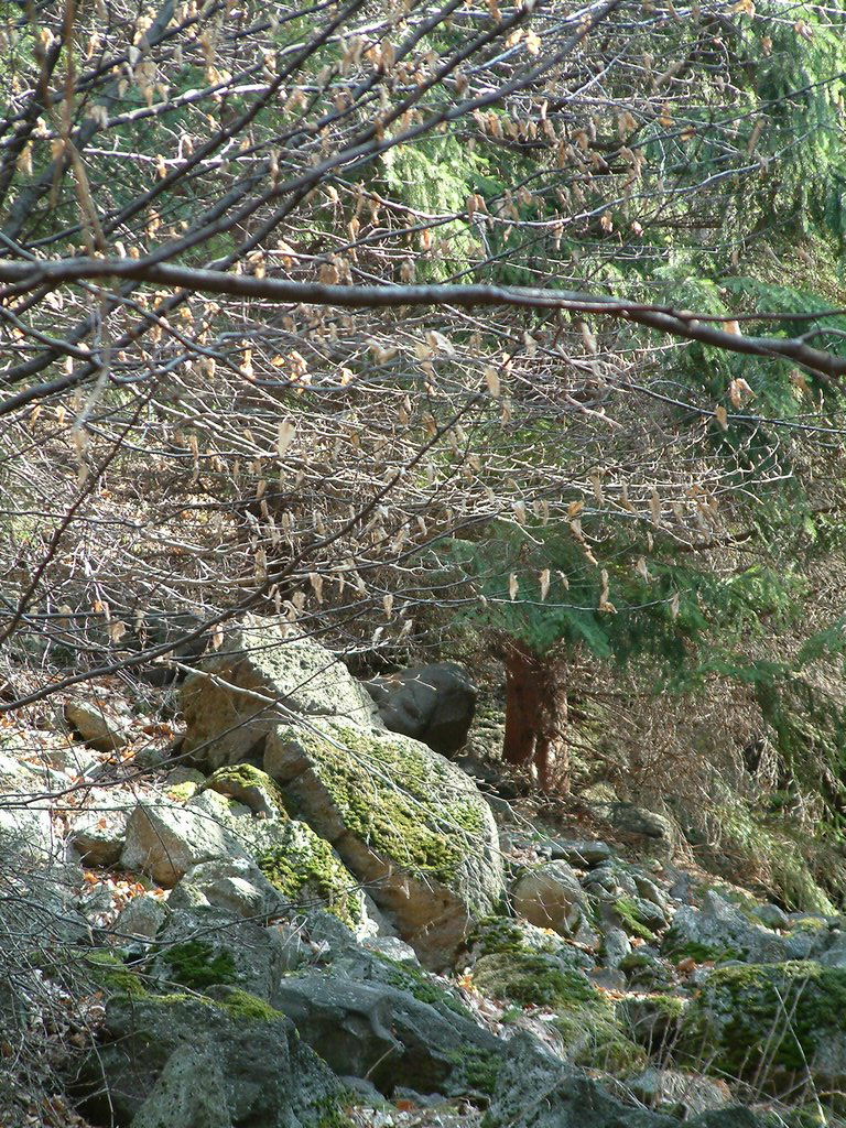 DSCF0116.JPG