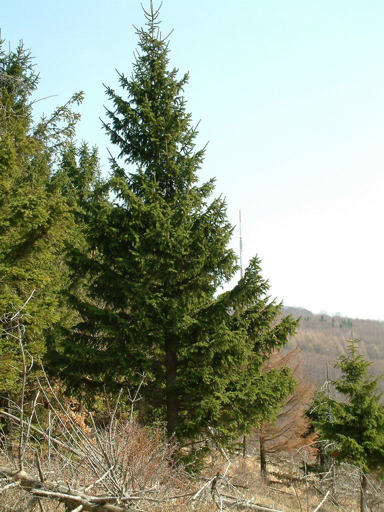 DSCF0119.JPG