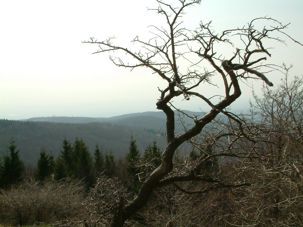 DSCF0126.JPG