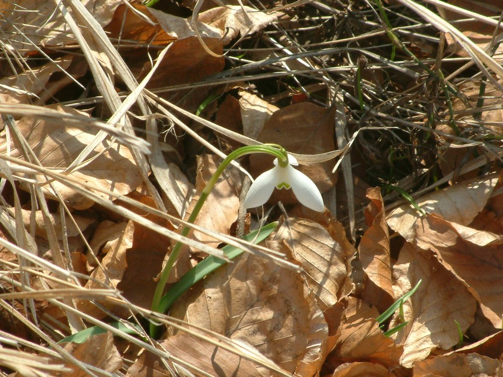 DSCF0127.JPG