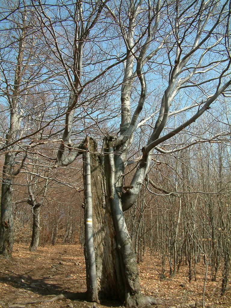DSCF0128.JPG