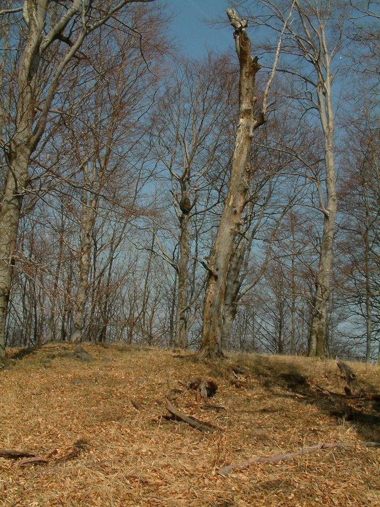 DSCF0129.JPG