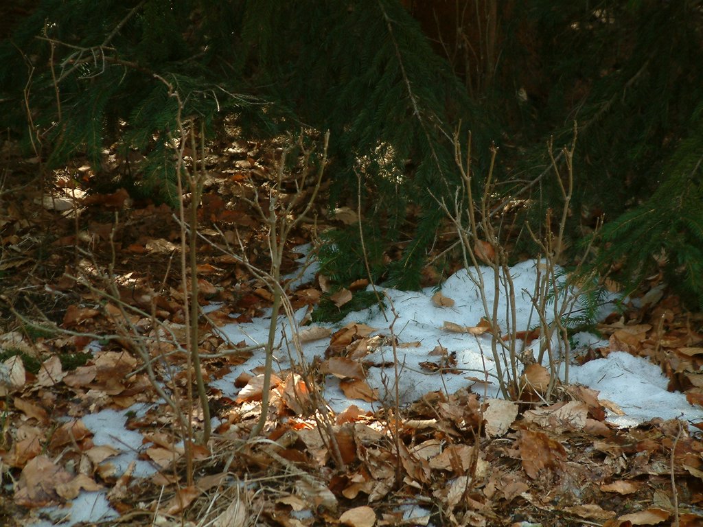 DSCF0130.JPG