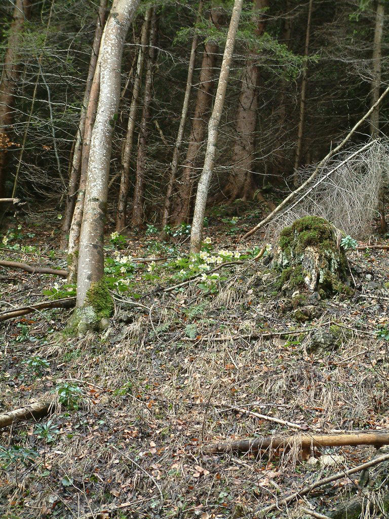 DSCF0021.JPG