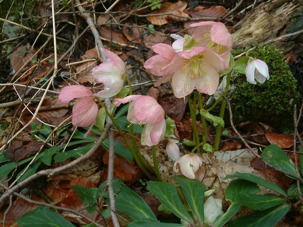 DSCF0014.JPG