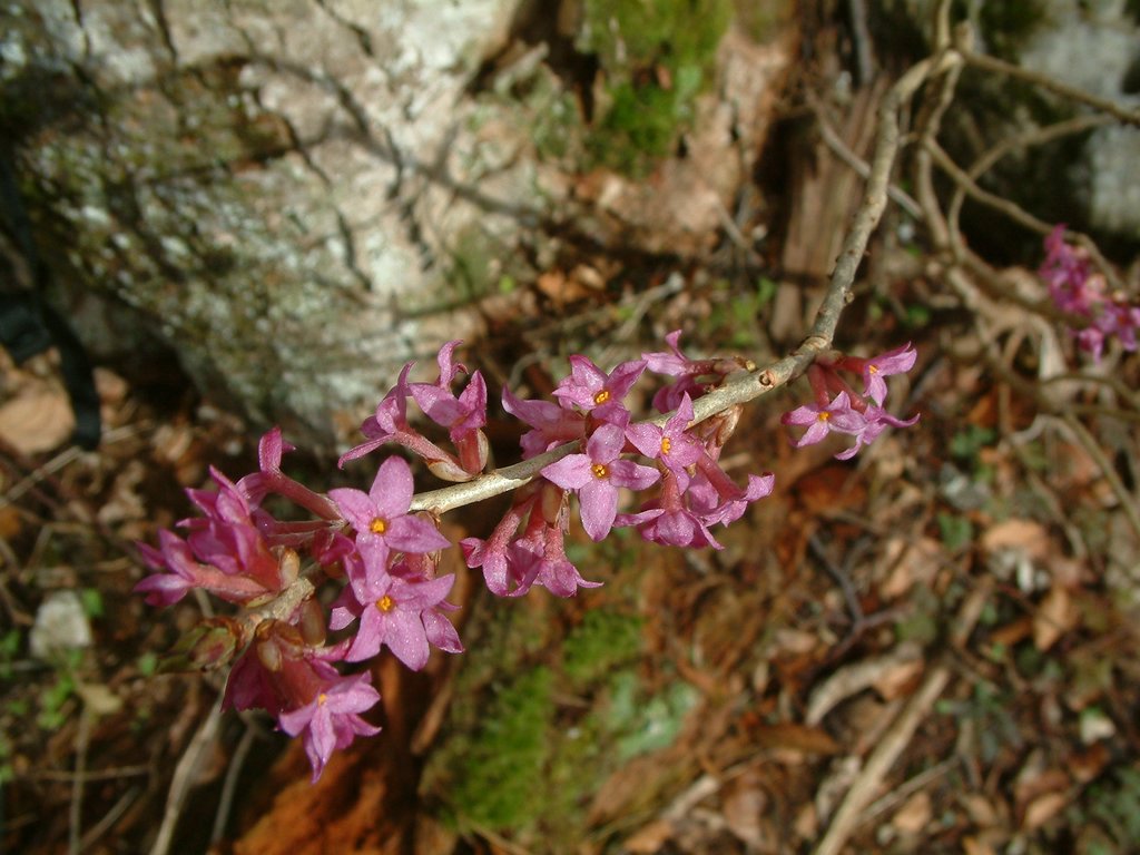 DSCF0036.JPG
