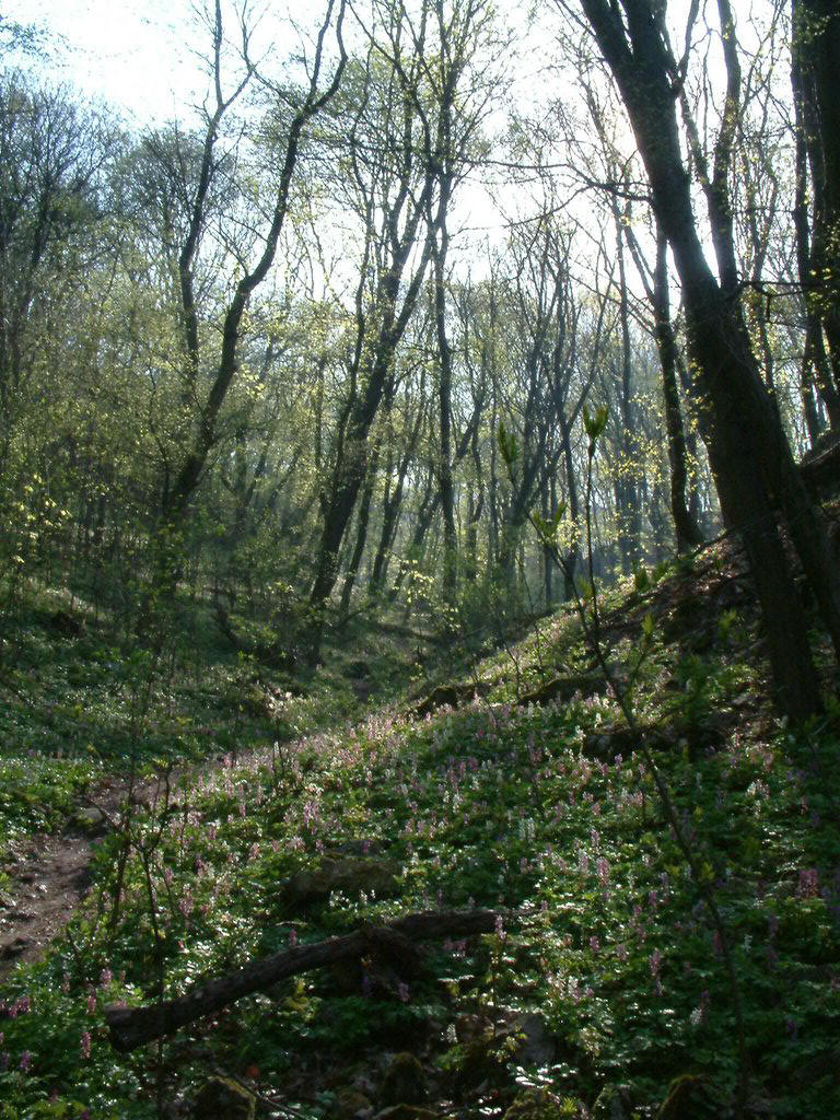 DSCF0017.JPG