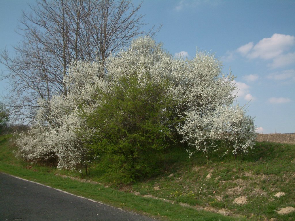 DSCF0106.JPG