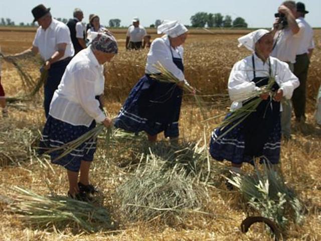 szil3.rabakoz.jpg - CREATOR: gd-jpeg v1.0 (using IJG JPEG v62), default quality