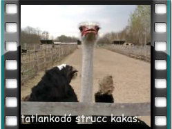 kakas méltatlankodik