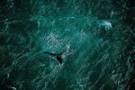 Baleine_au_large_de_la_peninsule_de_Valdes