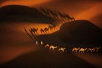 Caravanes_de_dromadaires_aux_environs_de_Nouakchott