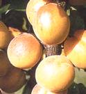pannnia