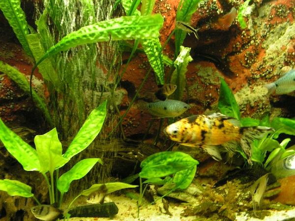 akvrium