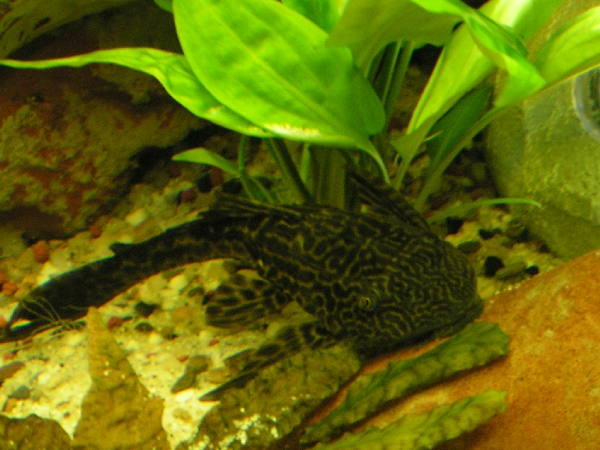 akvrium