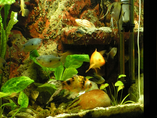 akvrium